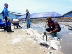 Pemerintah Indonesia Memutuskan untuk Mengimpor Garam